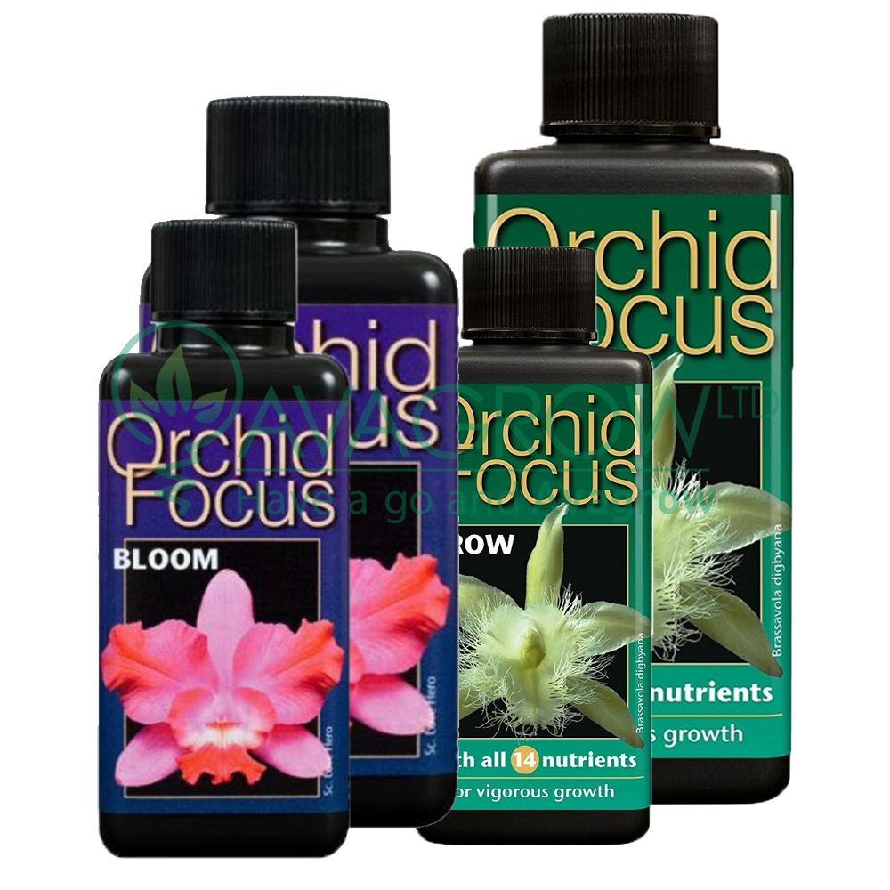 Orchid Focus Family