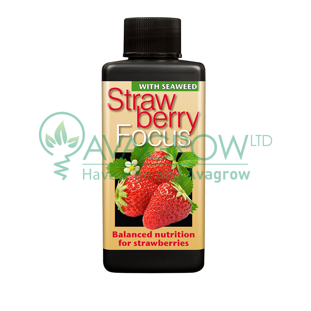 Strawberry Focus 300ML